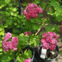 Crataegus Paul's Scarlet sănătos și decorativ în oferta noastră.