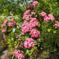 Crataegus Paul's Scarlet înflorește abundent în primăvară. 