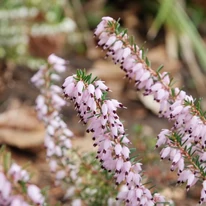 Florile arbustului Erica. 