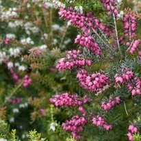 Erica cu flori roz. 