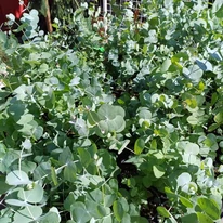 Eucalyptus sp - Eucalipt