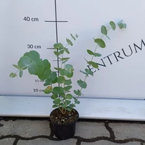 Eucalyptus sp - Eucalipt