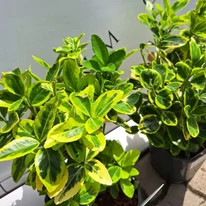 Salbă japoneză aurie în pepiniera noastră.