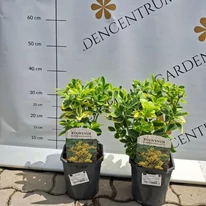 Salbă japoneză aurie în ghiveci.