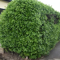 Euonymus japonicus - Salbă japoneză