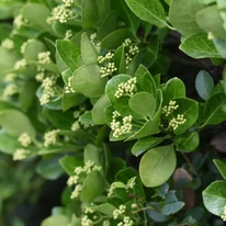 Euonymus japonicus - Salbă japoneză
