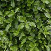 Euonymus japonicus - Salbă japoneză
