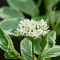 Cornus alba Elegantissima – flori și frunze văzute de aproape. 