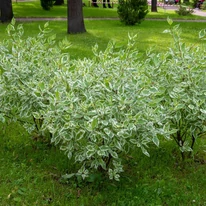 Cornus alba Elegantissima în stadiu matur, plantat în grup.