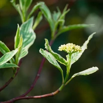 Lăstarii roșii, frunzele și florile plantei Cornus alba Elegantissima. 