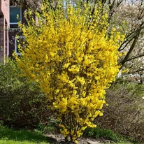 Ploaia de aur în timpul înfloririi. 