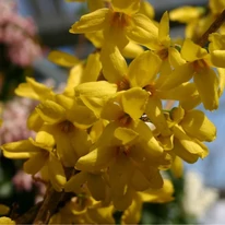 Florile arbustului Forsythia x intermedia Goldrausch de aproape. 