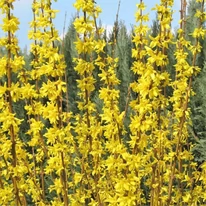 Forsythia x intermedia Weekend K2 - Ploaie de aur