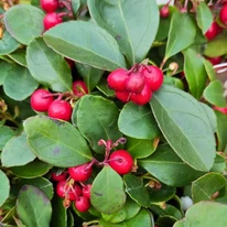 Frunzele veșnic verzi și fructele roșii ale plantei Gaultheria procumbens, la sfârșitul lunii octombrie.