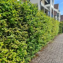 Carpenul se adaptează excelent mediului urban ca și gard viu.