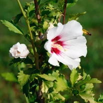 HIbiscus de grădină alb. 