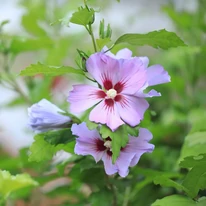 Hibiscus de grădină cu flori de culoare mov deschis. 