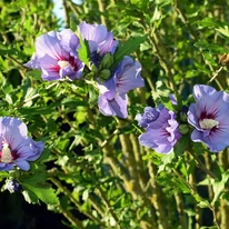 Hibiscus syriacus înflorește începând din mijlocul verii. 