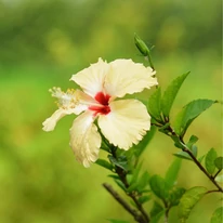 HIbiscus cu floare galbenă. 