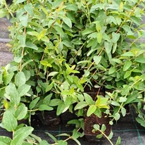 Aspectul sănătos și robust al plantelor de Hypericum patulum Hidcote la începutul lunii octombrie, în pepiniera noastră.