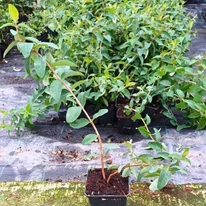Forma și dimensiunea sunătoarei Hidcote, livrată în ghivece de 9 cm, din pepiniera noastră.