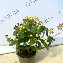 Hypericum Miracle în pepiniera noastră, în luna septembrie. 