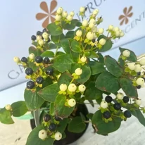 Hypericum Miracle - Sunătoare