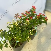 Hypericum Miracle cu fructe de diferite culori, în oferta noastră. 