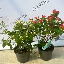Hypericum Miracle - Sunătoare
