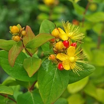 Hypericum Miracle - Sunătoare