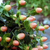 Hypericum Miracle - Sunătoare