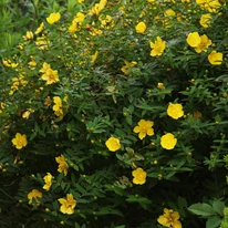 Hypericum patulum Hidcote înflorit. 