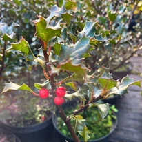 Ilex meserveae Blue Angel cu frunze lucioase, spinoase și fructe roșii.