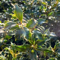 Frunzele lucioase, verzi închise și robuste ale Ilex meserveae Blue Angel.