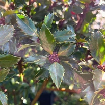 Ramurile și forma frunzelor de Ilex meserveae Blue Prince văzute de aproape.