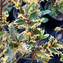Frunzele colorate ale Ilex aquifolium Argenteomarginata.