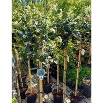 Ilex J.C van Tol pe trunchi înalt în primăvară.