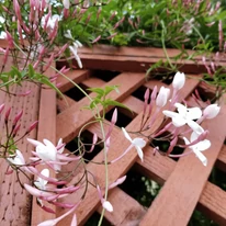 Jasminum sp - Iasomie cățărătoare