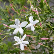 Jasminum sp - Iasomie cățărătoare