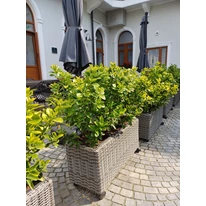 Euonymus japonicus plantat într-un ghiveci. 