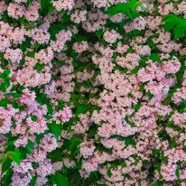 Înflorirea abundentă arbustului Kolkwitzia amabilis.