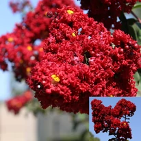 Lagerstroemia produce flori viu colorate până la înghețuri. 