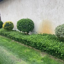 Caprifoiul târâtor plantat ca un gard viu cu creștere joasă decorează frumos curtea. 