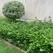 Gard viu din caprifoi târâtor decorat cu salbă tunsă într-o formă sferică. 