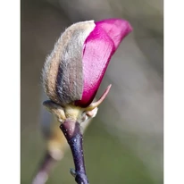 Magnolia Black Tulip la începutul înfloririi. 