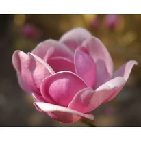 Floarea deosebit de frumoasă a magnoliei Black Tulip.