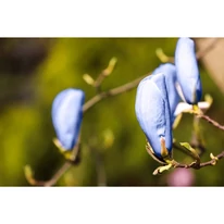 Mugurii florali ai magnoliei albastre. 