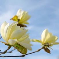 Florile galbene ale magnoliei Daphne. 