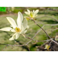 Inflorescențele magnoliei Daphne. 