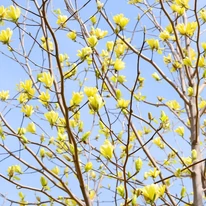 Magnolia Daphne, cu flori galbene. 